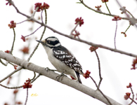 Downy Woodpecker